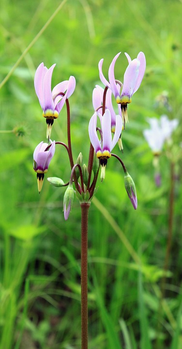 https://pixabay.com/en/wildflower-illinois-spring-may-1406315/