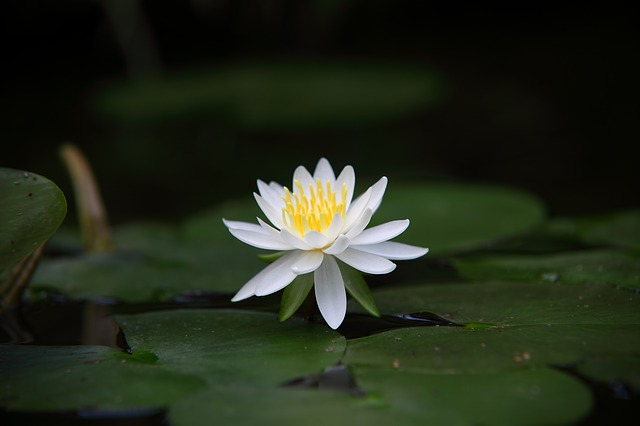 white lotus flower