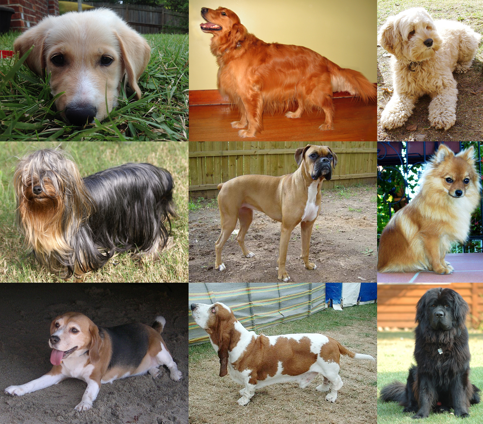 dog collage