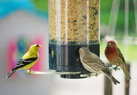 bird feeder