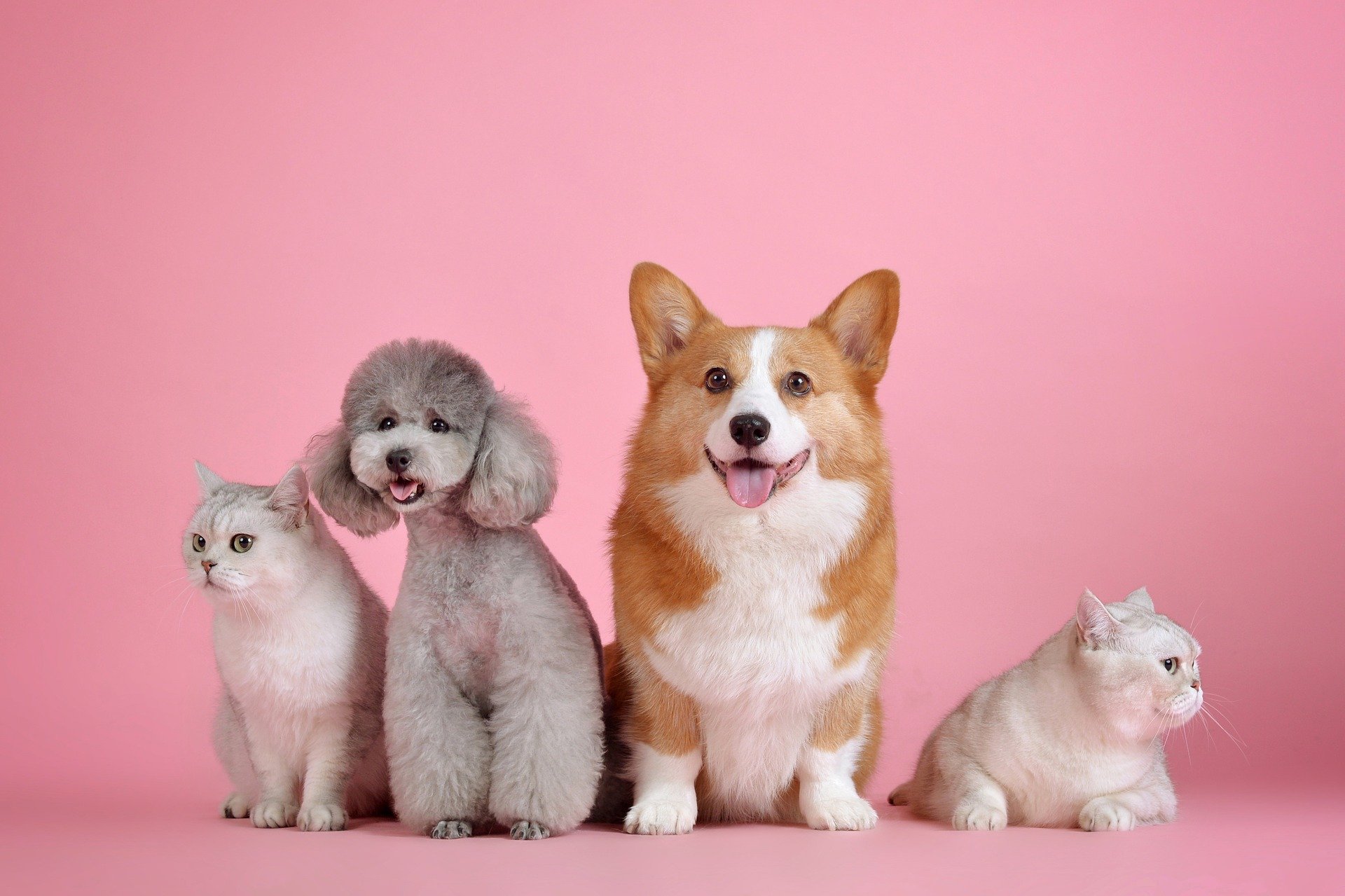 corgi poodle persian cats