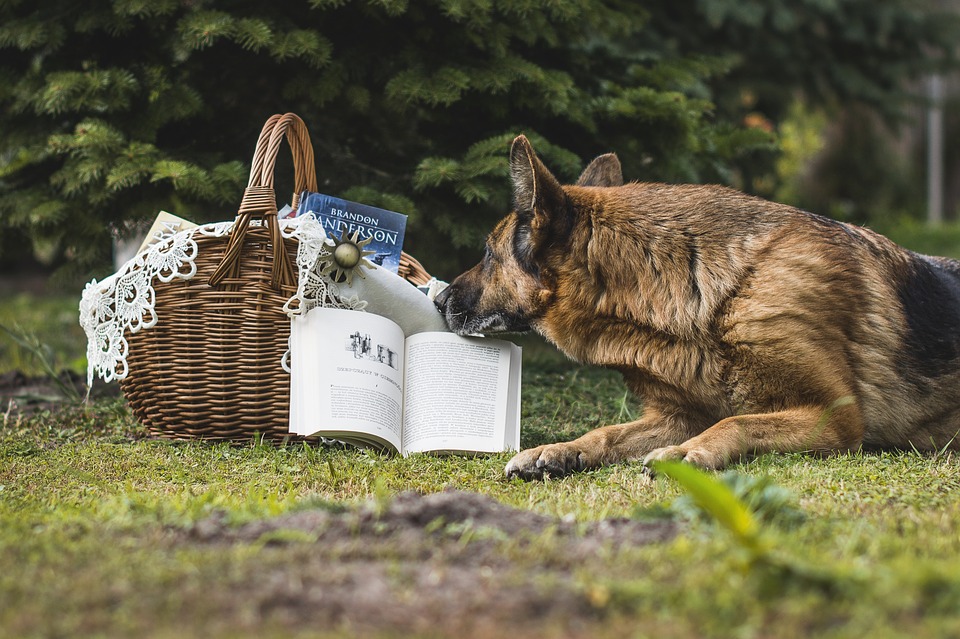 german shepherd books