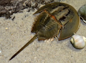 Horseshow Crab