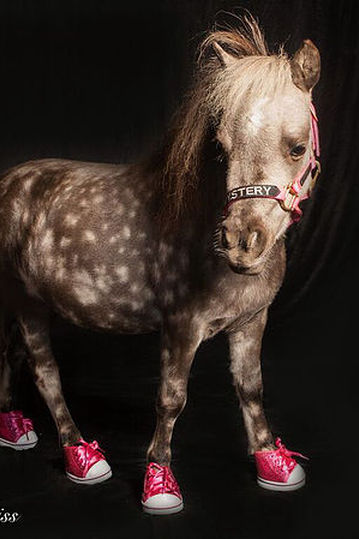 Mini Therapy Horse