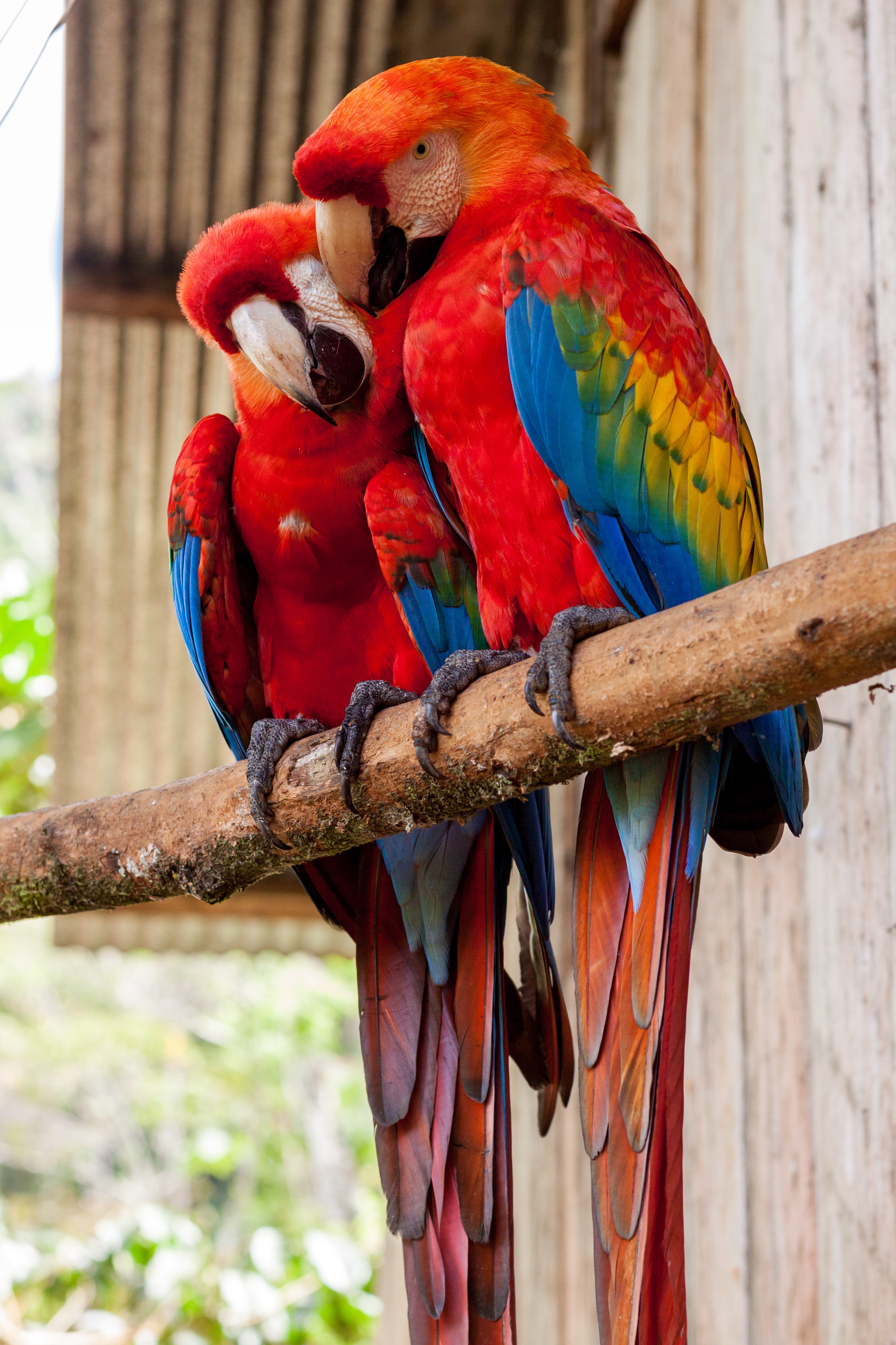 Two parrots (image not from the zoo)