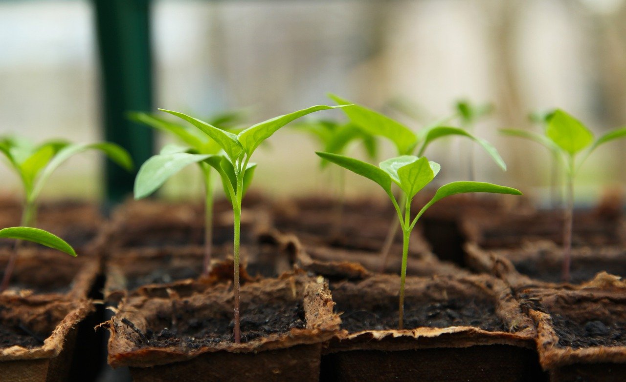 Learn how to create seed paper you can plant to grow flowers and plants.