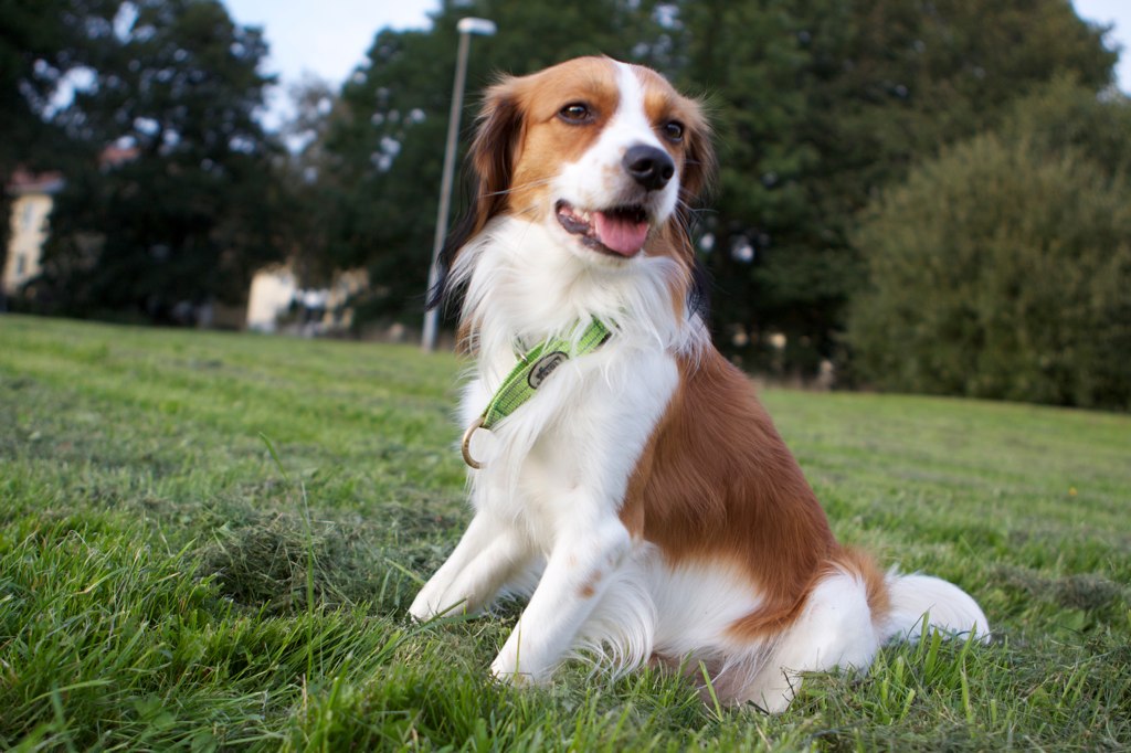 Photo of a brown and white dog sitting in the grass.