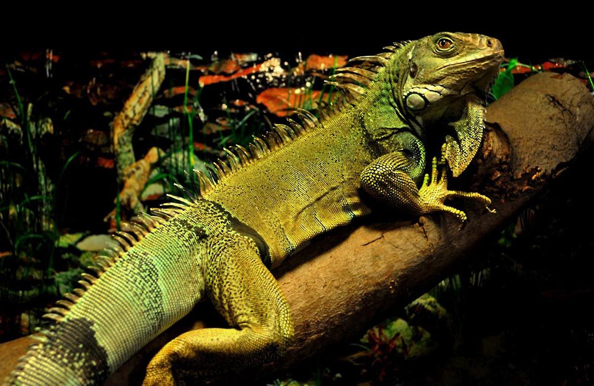 Picture of a green iguana named Keego basking under a heat lamp on a branch.