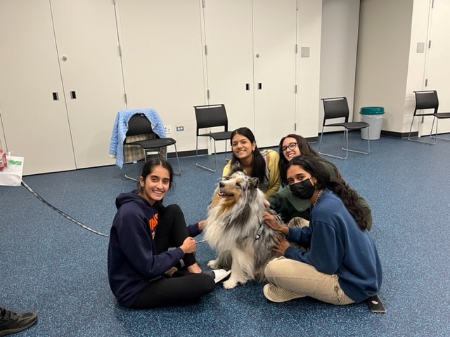 image of four teen girls petting a Shetland sheepdog.