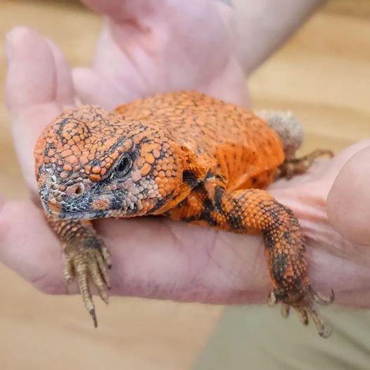 hands holding a large lizard