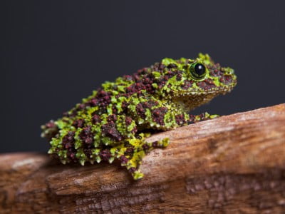 A green and brown bumpy speckled frog sitting on a tree branch.