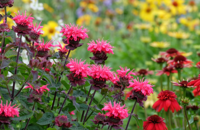 Spotted Bee Balm