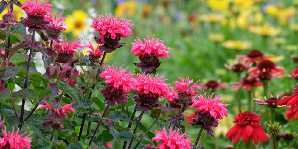 Spotted Bee Balm