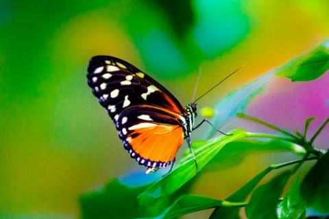 https://pixabay.com/en/photos/?q=butterflies&hp=&image_type=all&order=&cat=%28%27nature%27%2C+u%27Nature%2FLandscapes%27%29&min_width=&min_height=
