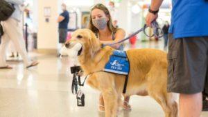 Studying for finals? De-stress for a few minutes by petting some cute therapy dogs!