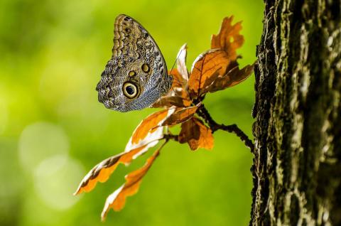Brown butterfly camouflaged on a tree