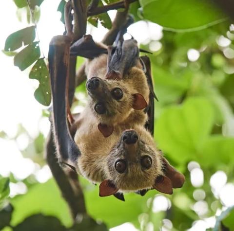 Two Sulawesi Flying Foxes