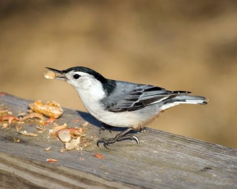 White breasted Nuthatch