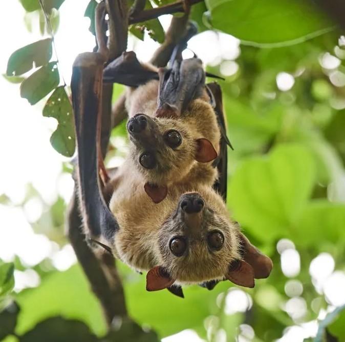 Two Sulawesi Flying Foxes